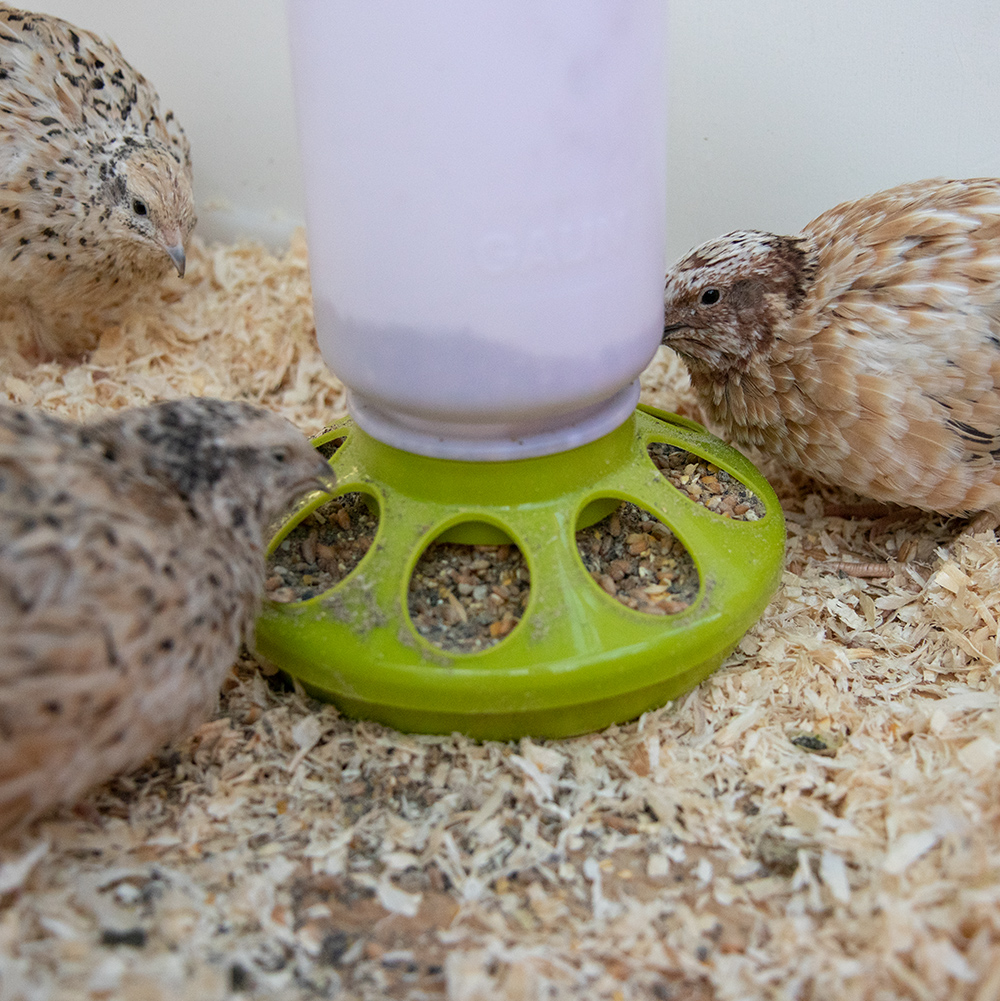 BOXENGOLD Premium Ecostreu