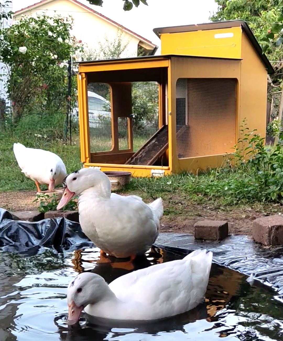 Wachtelstall Paket-Angebot mit Zubehör